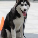 siberian husky, dog portrait, gray fur