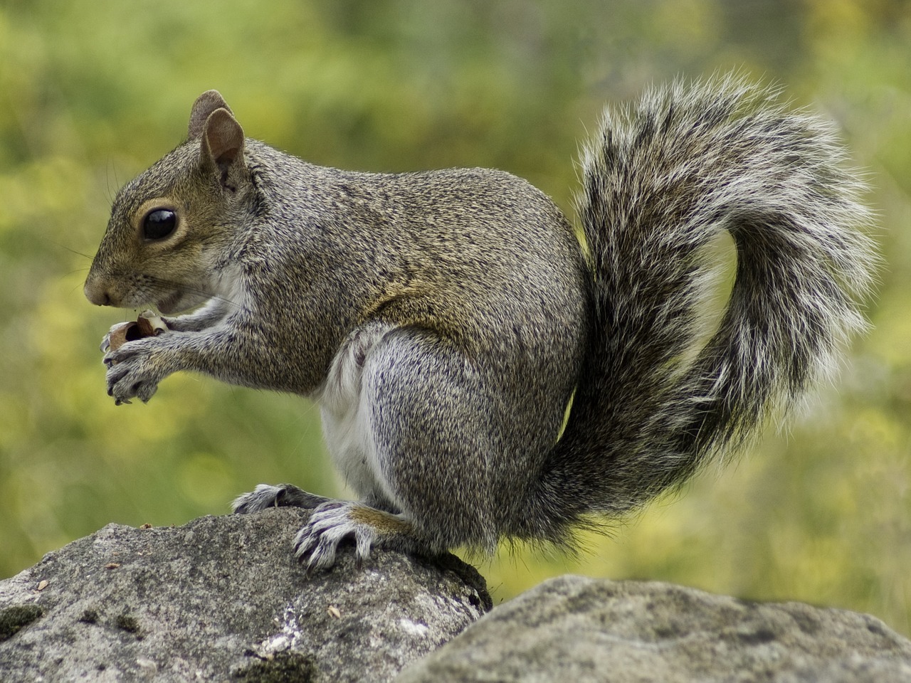 squirrel, wildlife, nature